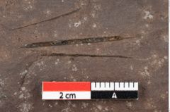 Foto (Detailansicht) von Alnus julianiformis (Sternberg) Z.Kvacek et Holy (NHMW-GEO-2024-0188-0284)